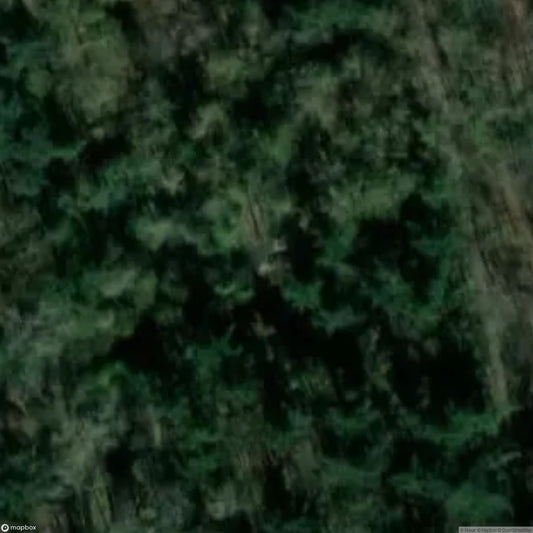 The Cursed Forest / Haunted Forest [BEL]