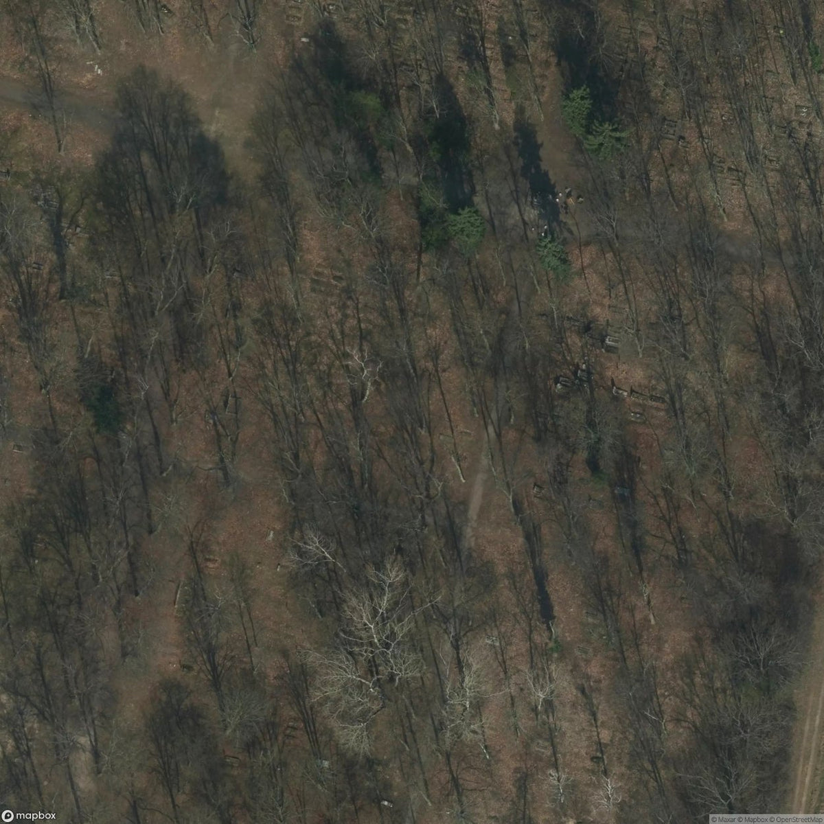 Historic Cemetery Abandoned Cemetery Lonely [POL] #2035