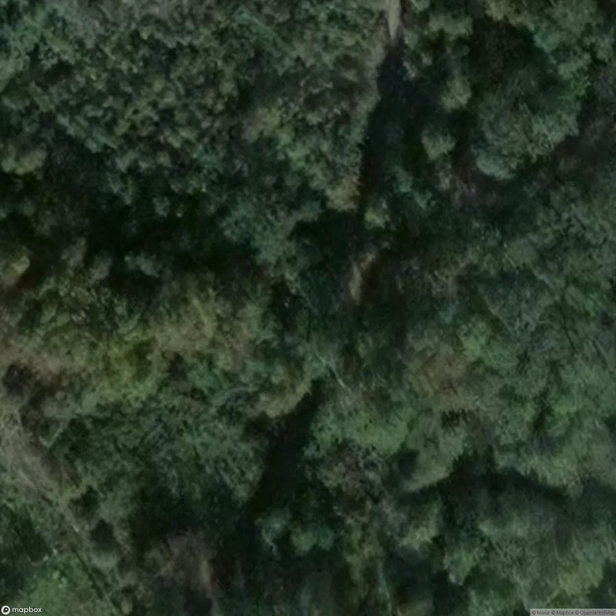 Sacred Oak Natural Monument [DEU] #11820