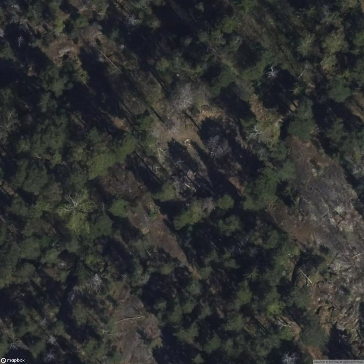Tree Bunkers [FIN] #19048